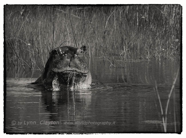 Hippo making Fake charge